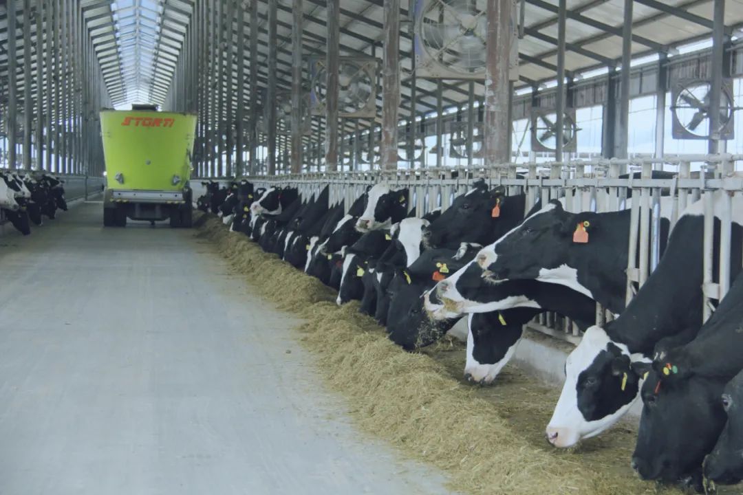 花花牛丨駐馬店市遂平縣政協(xié)黨組書記、主席張衛(wèi)東一行蒞臨花花牛魯山瑞亞牧場參觀