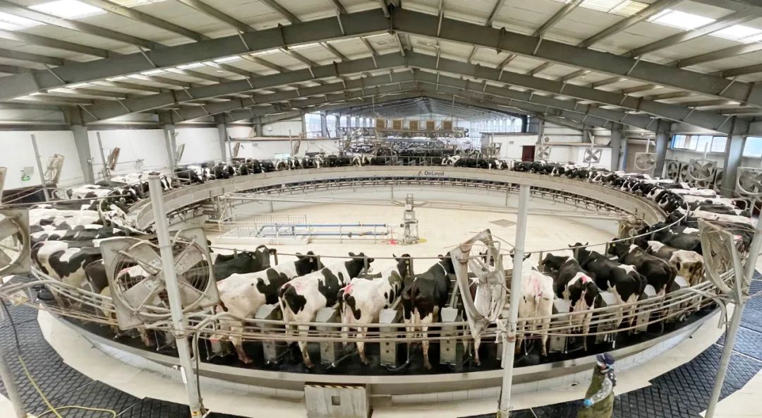 凝心聚力·贏創(chuàng)未來 | 花花牛乳業(yè)集團(tuán)召開營銷、養(yǎng)殖及飼料經(jīng)營工作會議