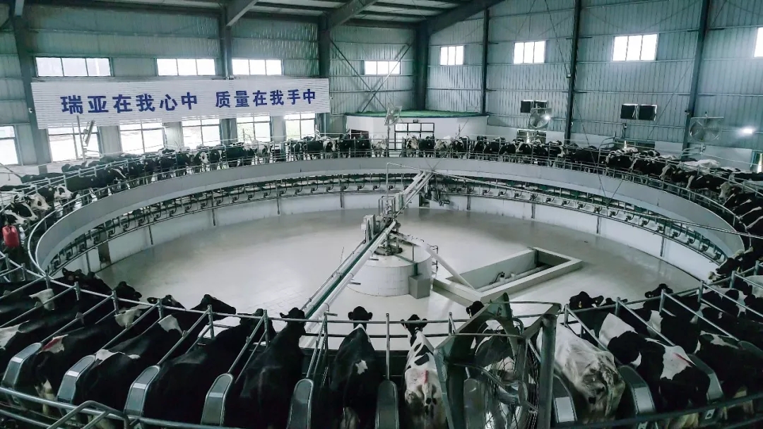 省委書記王國生到河南花花牛乳業(yè)集團·新蔡瑞亞牧業(yè)有限公司調(diào)研 省委書記王國生到河南花花牛乳業(yè)集團·新蔡瑞亞牧業(yè)有限公司調(diào)研